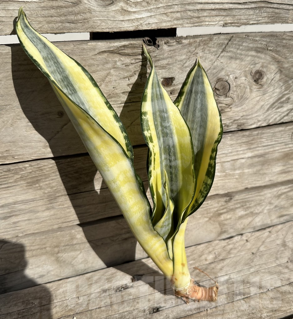 SHPR34061 Sansevieria ‘Asahi’ - Obrázek 2