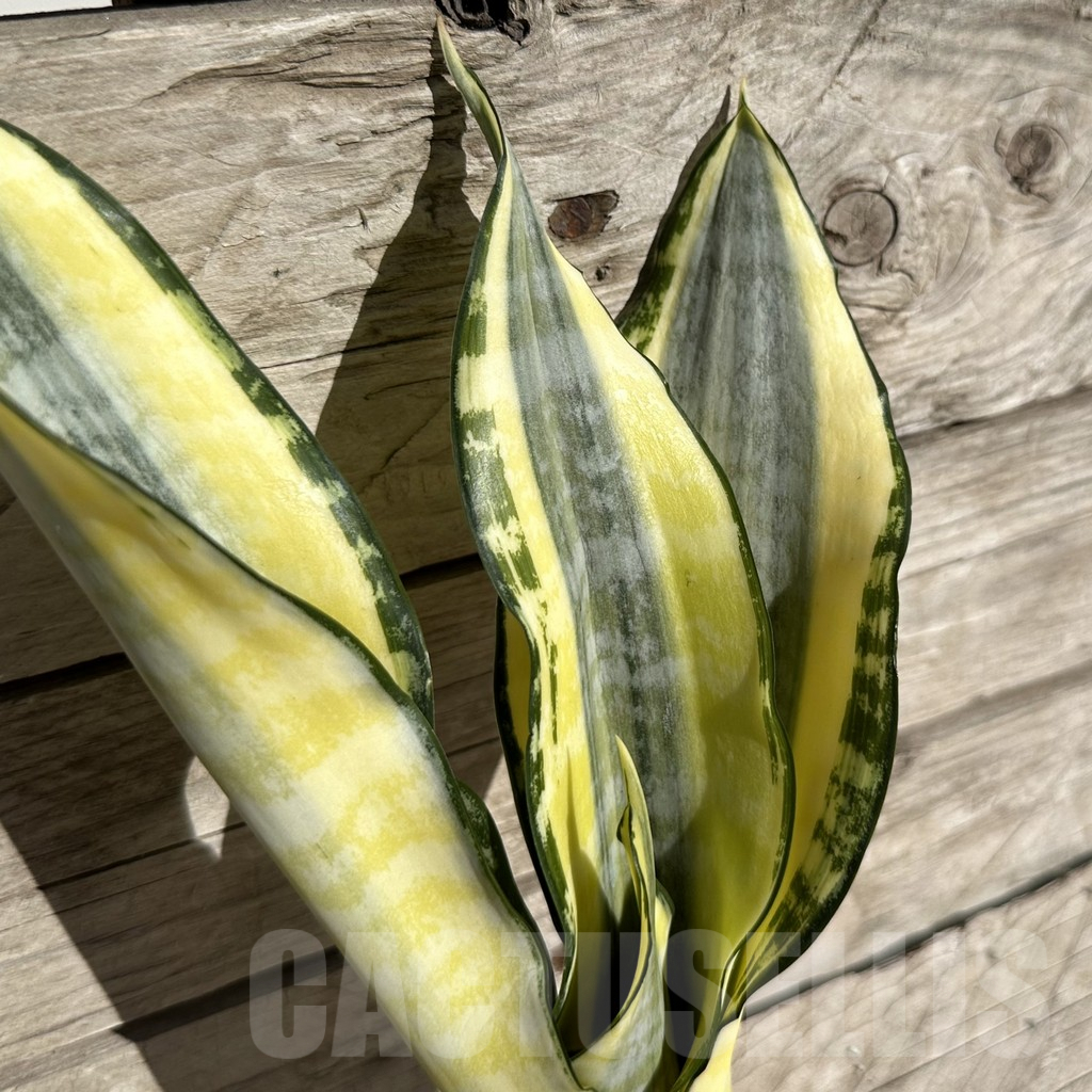 SHPR34061 Sansevieria ‘Asahi’