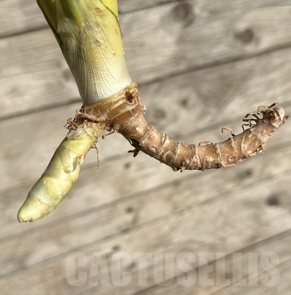 SHPR34062 Sansevieria ‘Asahi’ - Image 3