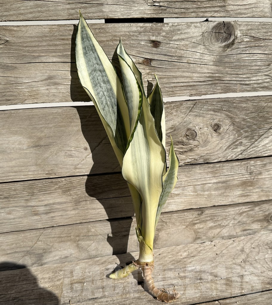 SHPR34062 Sansevieria ‘Asahi’ - Image 2
