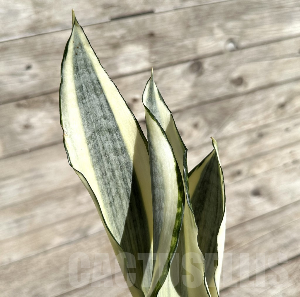 SHPR34062 Sansevieria ‘Asahi’