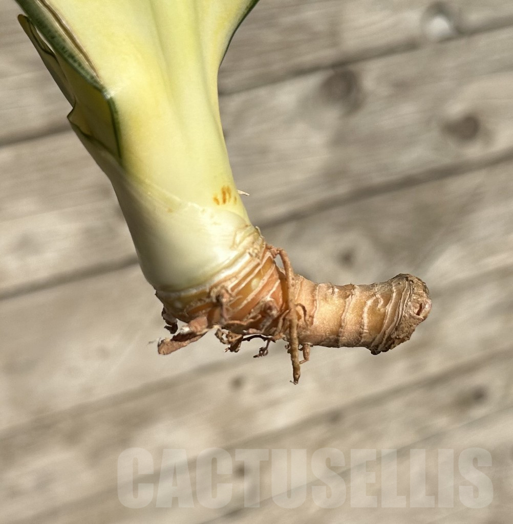 SHPR34063 Sansevieria ‘Asahi’ - immagine 2