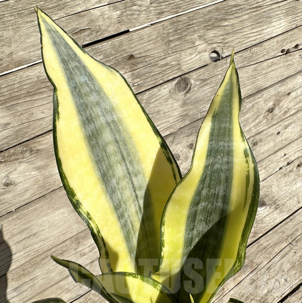 SHPR34063 Sansevieria ‘Asahi’