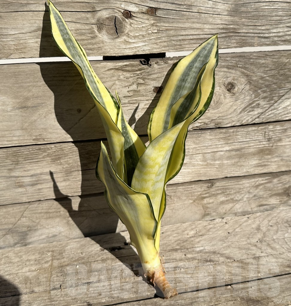 SHPR34063 Sansevieria ‘Asahi’ - immagine 3