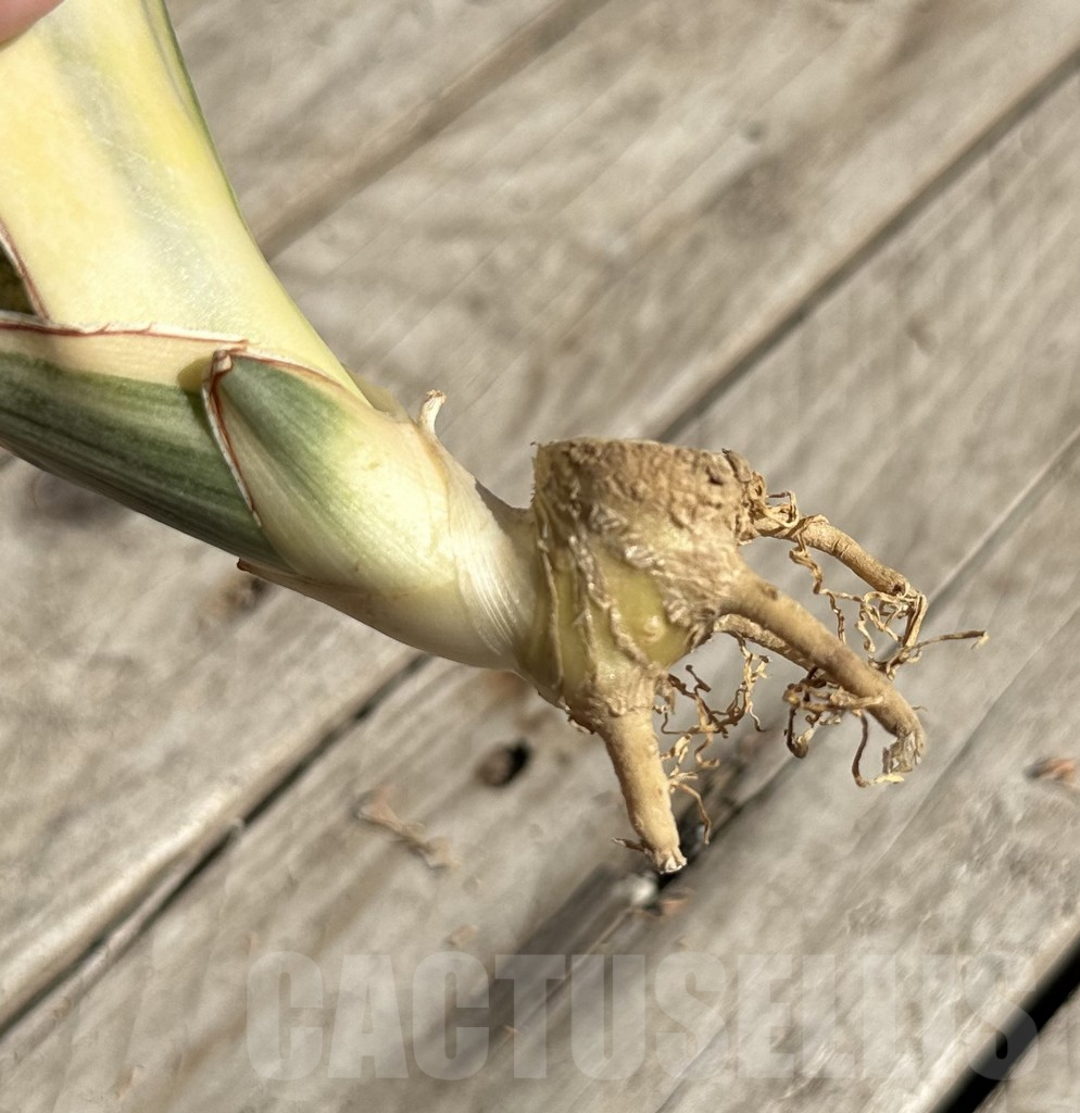 SHPR34074 Sansevieria ‘Kirkii Brown’ f. variegata - Image 2