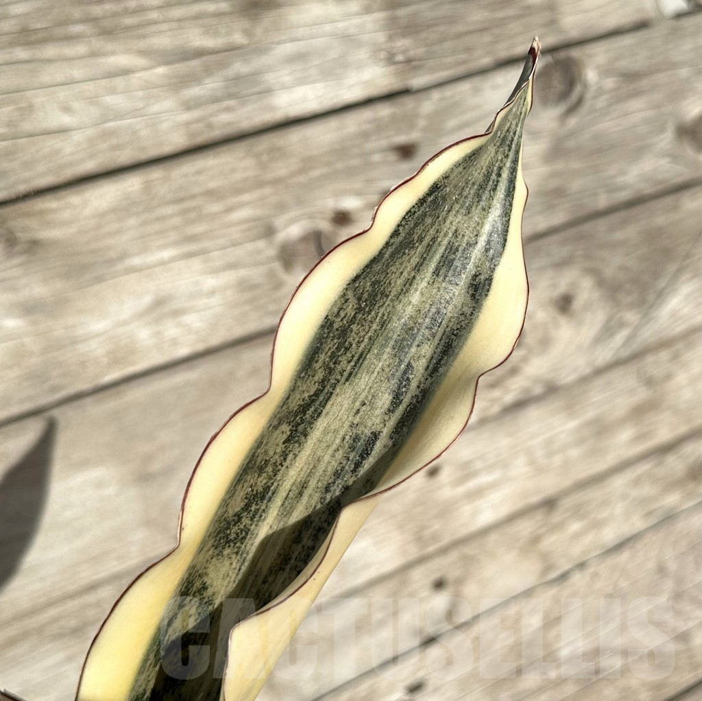SHPR34074 Sansevieria ‘Kirkii Brown’ f. variegata