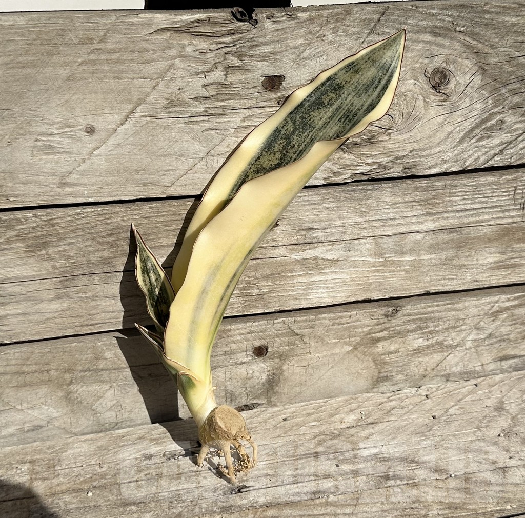 SHPR34074 Sansevieria ‘Kirkii Brown’ f. variegata - Image 3