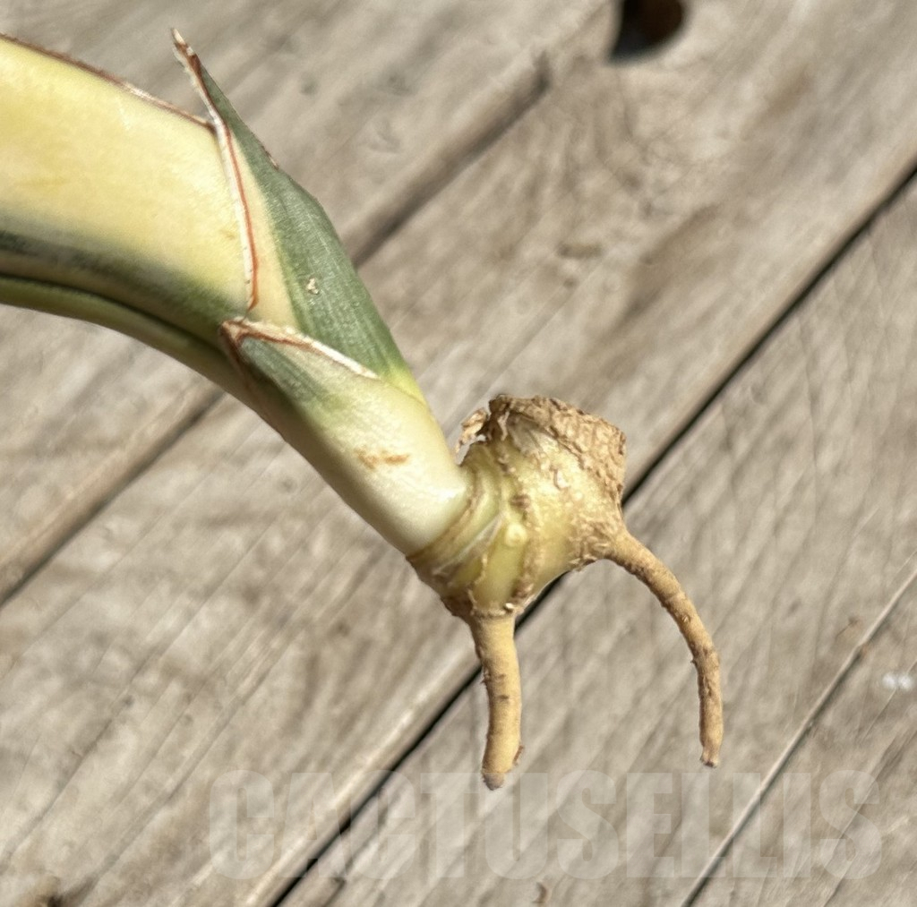 SHPR34078 Sansevieria ‘Kirkii Brown’ f. variegata - Image 2