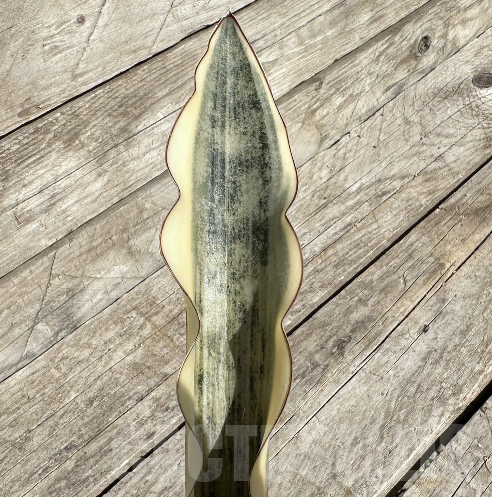 SHPR34078 Sansevieria ‘Kirkii Brown’ f. variegata