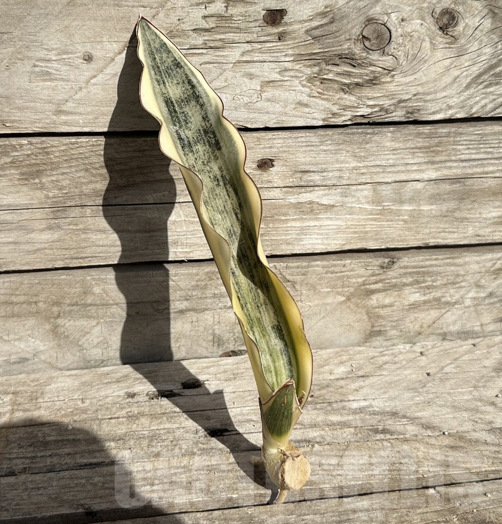 SHPR34078 Sansevieria ‘Kirkii Brown’ f. variegata - Image 3