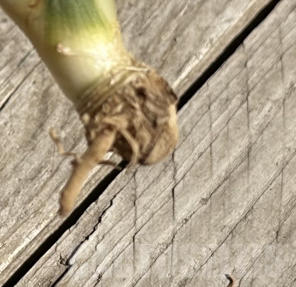 SHPR34080 Sansevieria ‘Kirkii Brown’ f. variegata - Image 2