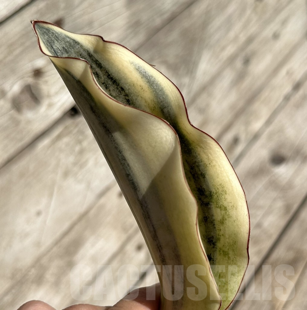 SHPR34080 Sansevieria ‘Kirkii Brown’ f. variegata