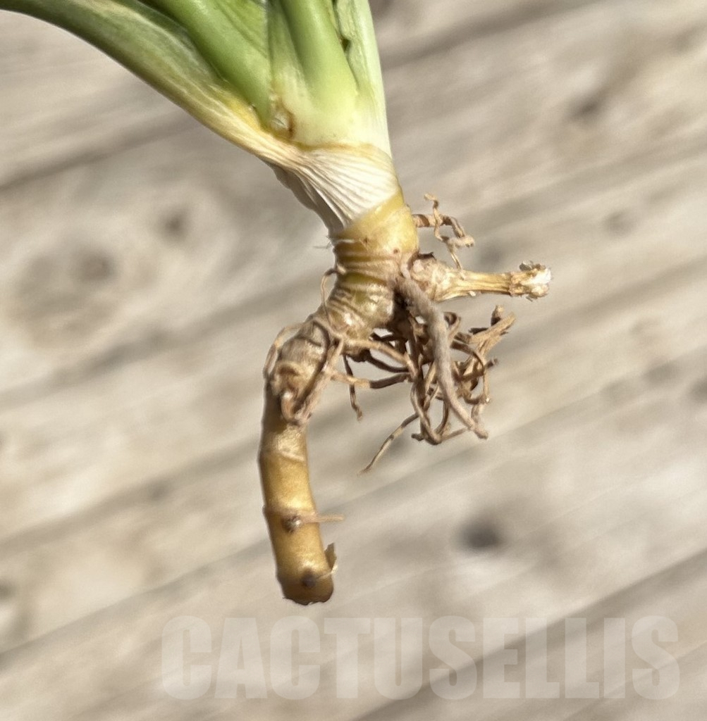 SHPR34084 Sansevieria ‘Parva Lancet’ - Image 3