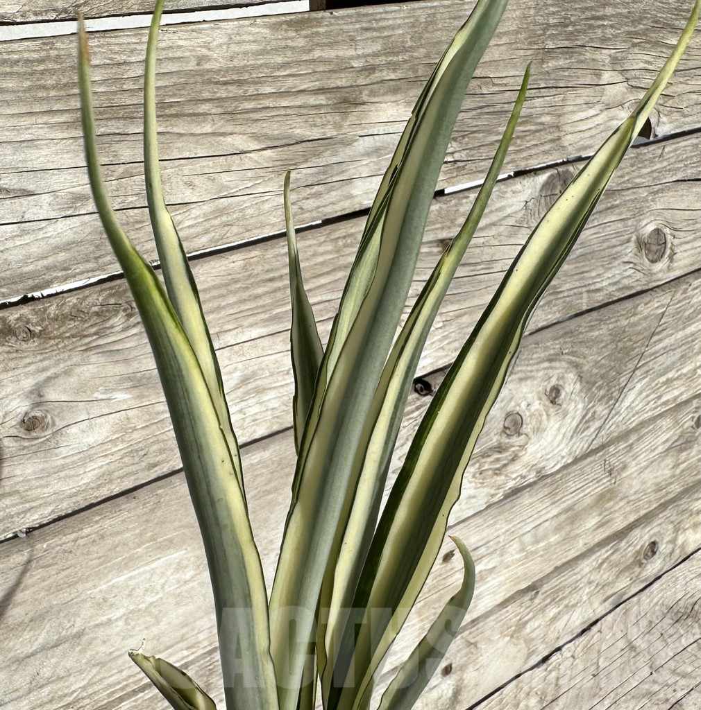 SHPR34084 Sansevieria ‘Parva Lancet’