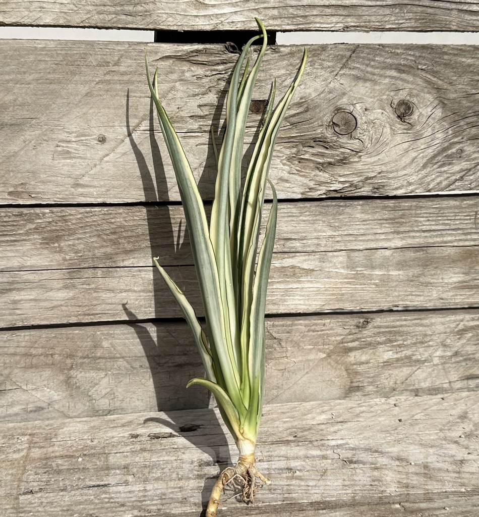 SHPR34084 Sansevieria ‘Parva Lancet’ - Image 2