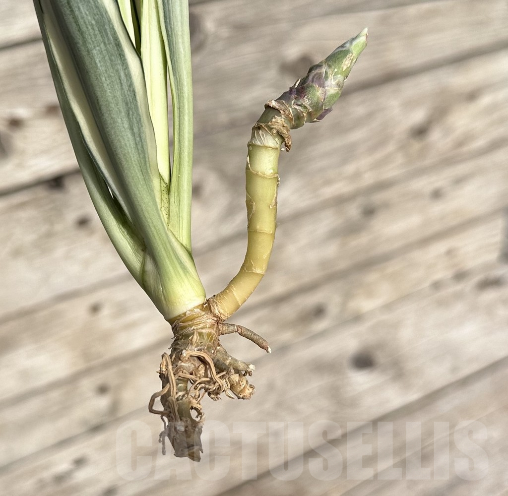 SHPR34085 Sansevieria ‘Parva Lancet’ - Image 3