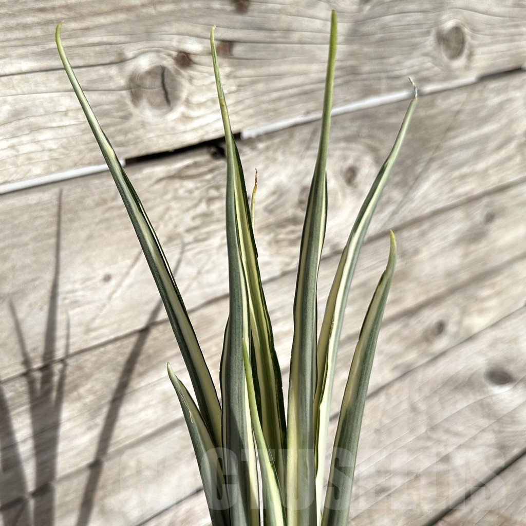 SHPR34085 Sansevieria ‘Parva Lancet’