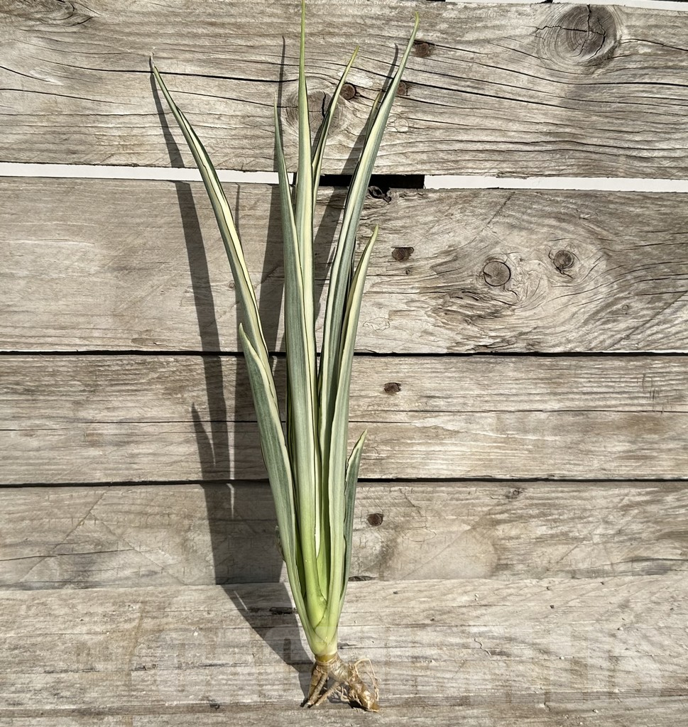 SHPR34085 Sansevieria ‘Parva Lancet’ - Image 2