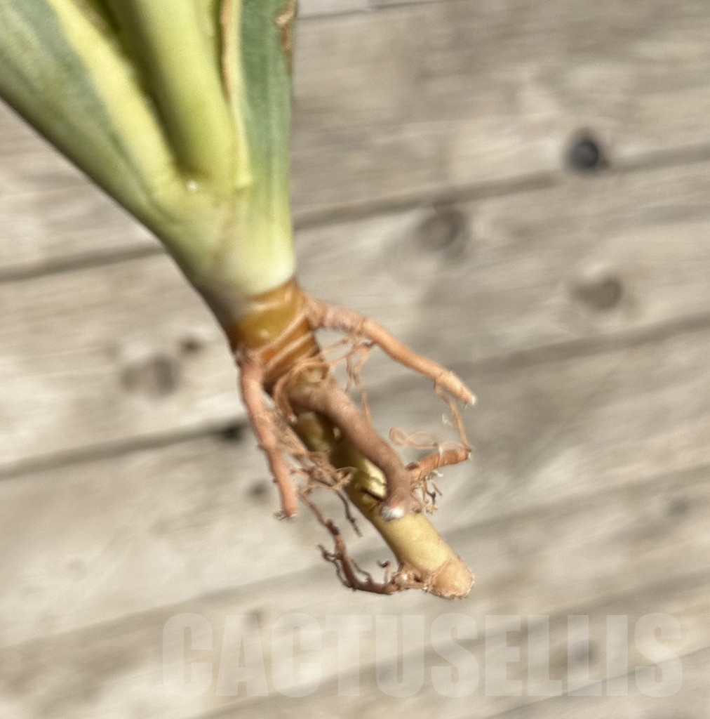 SHPR34086 Sansevieria ‘Gracillima’ f. variegata - Obrázek 2