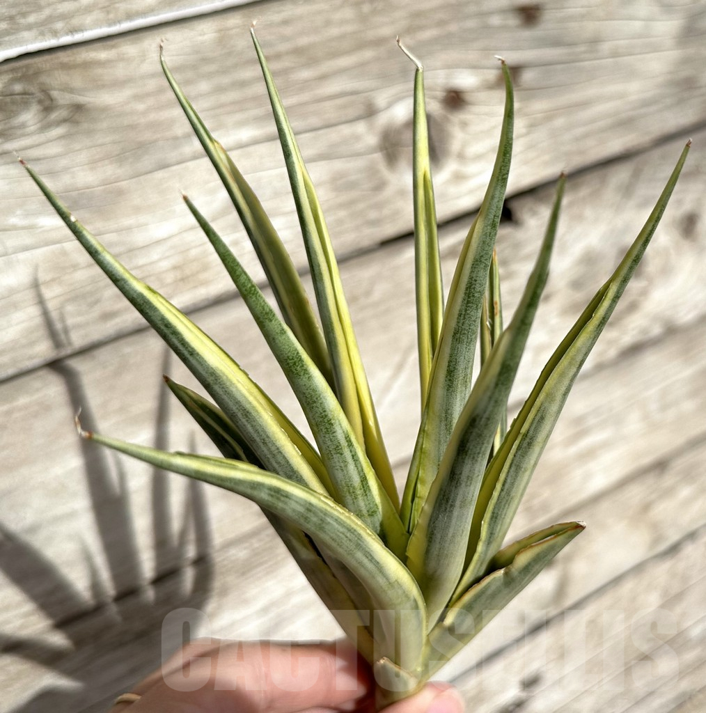 SHPR34086 Sansevieria ‘Gracillima’ f. variegata