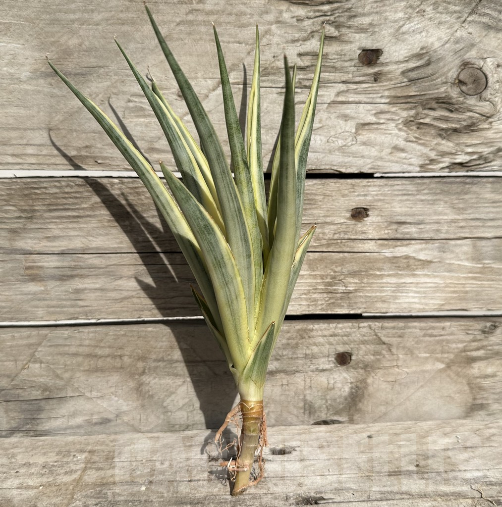 SHPR34086 Sansevieria ‘Gracillima’ f. variegata - Obrázek 3