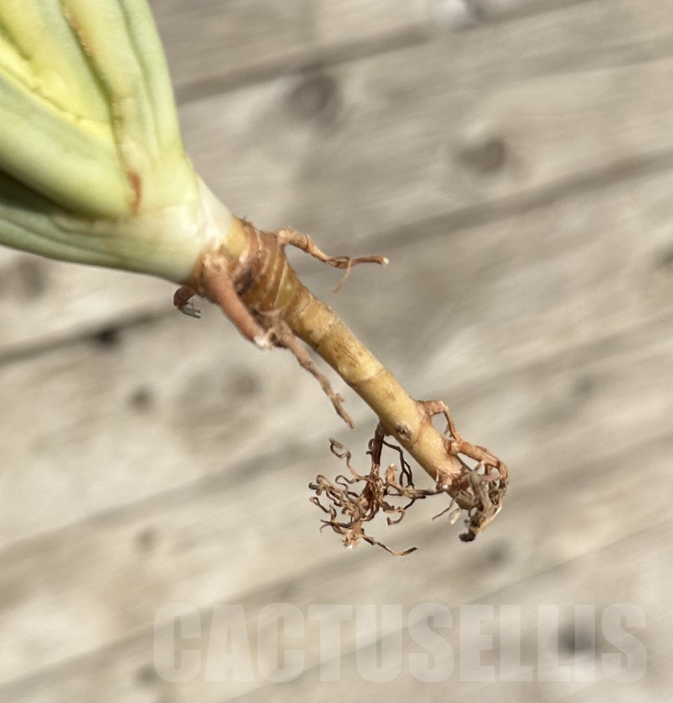 SHPR34087 Sansevieria ‘Gracillima’ f. variegata - Obrázek 2