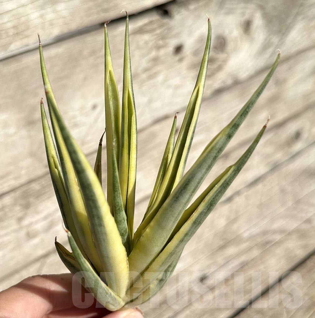 SHPR34087 Sansevieria ‘Gracillima’ f. variegata