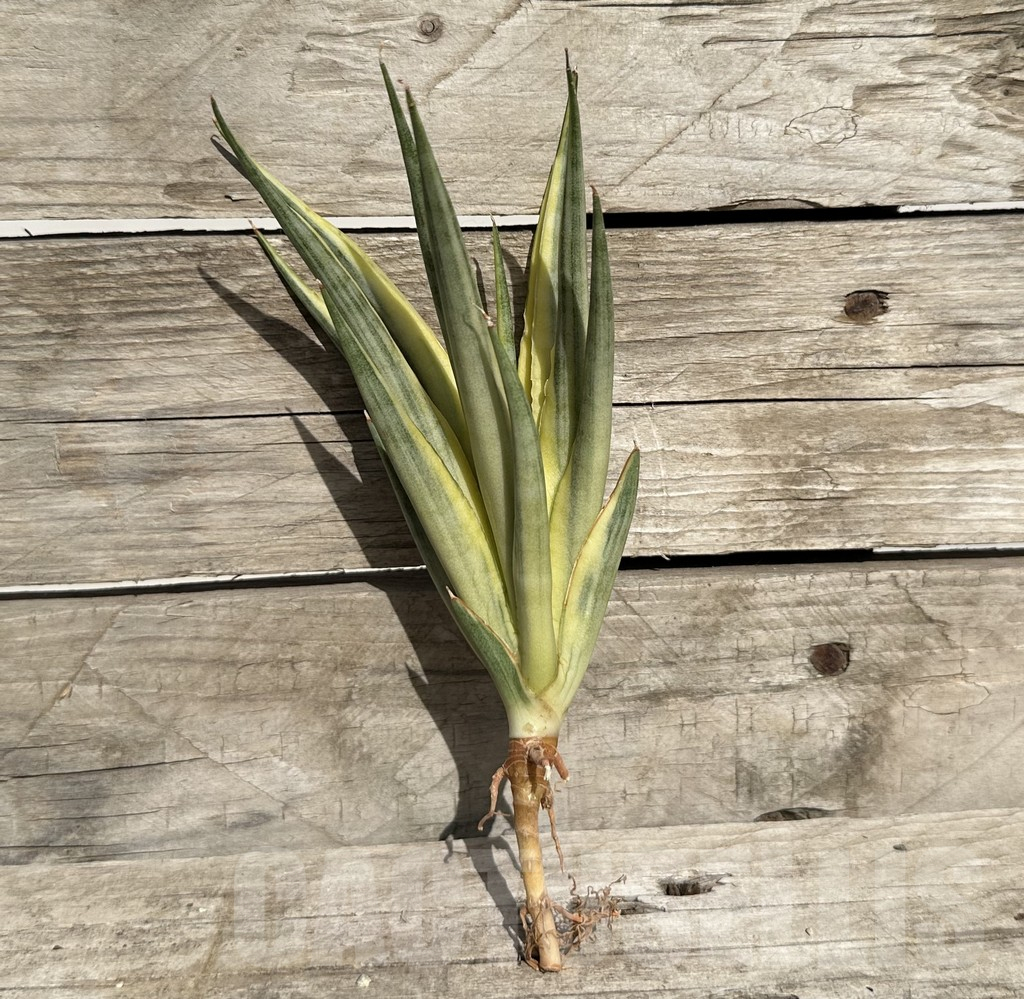 SHPR34087 Sansevieria ‘Gracillima’ f. variegata - Obrázek 3