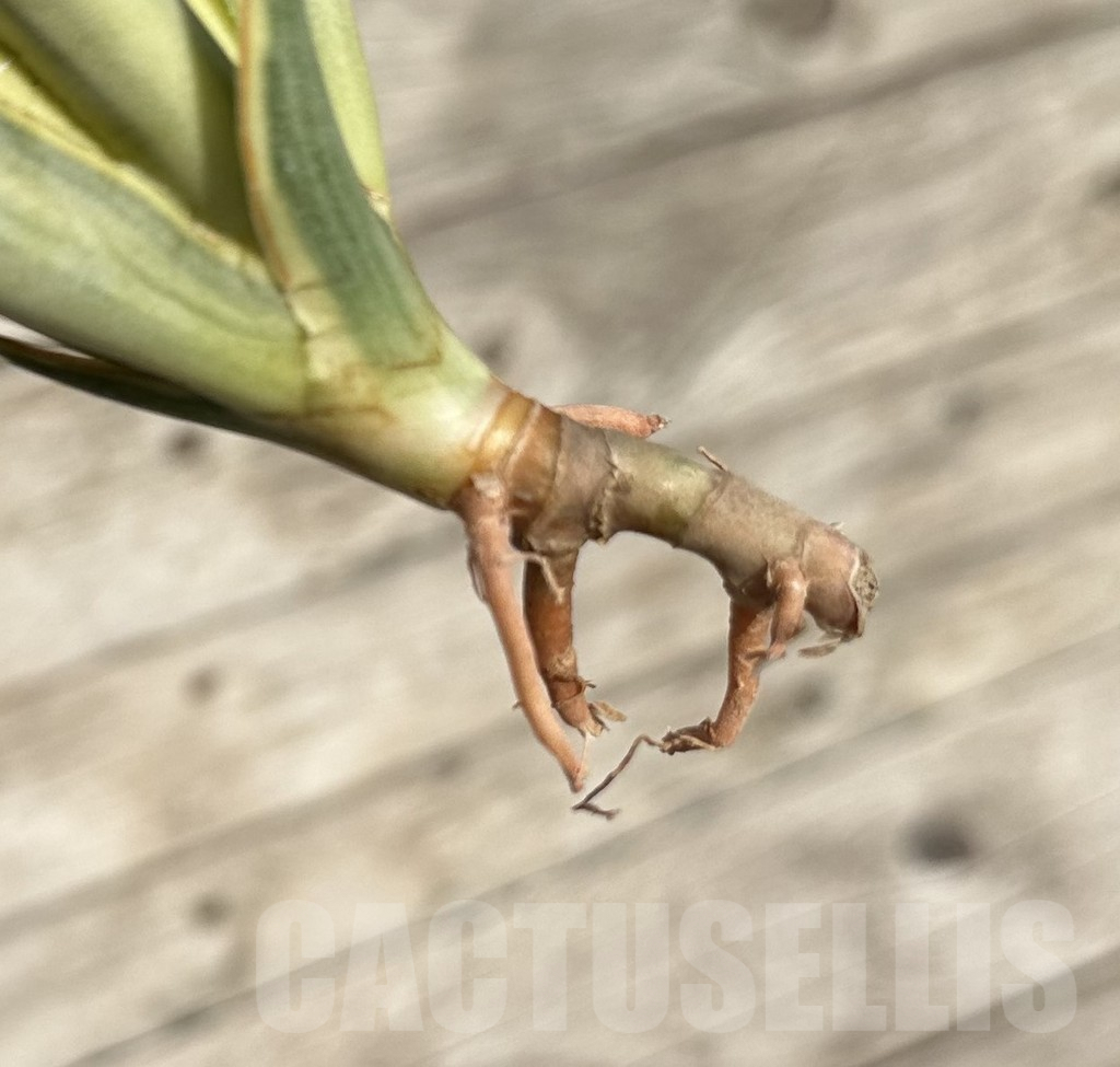 SHPR34088 Sansevieria ‘Gracillima’ f. variegata - Obrázek 2