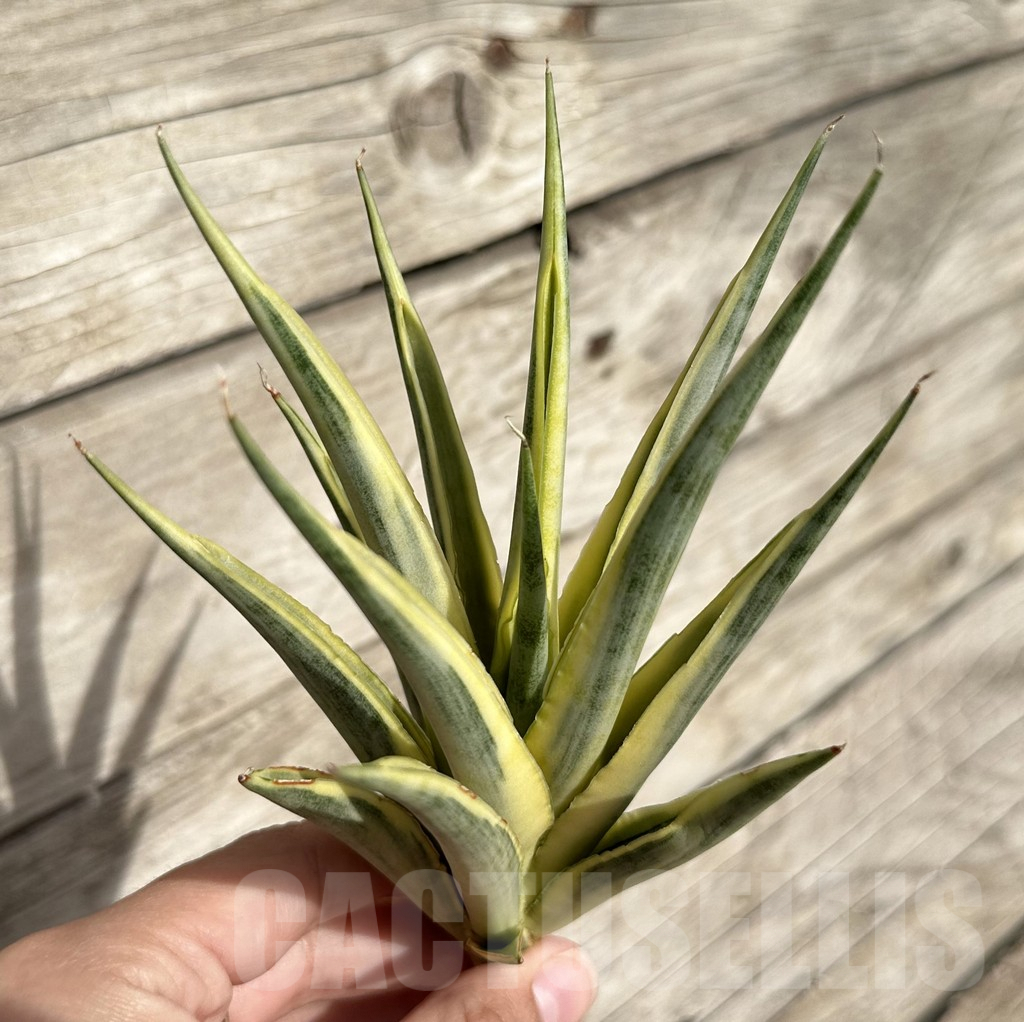 SHPR34088 Sansevieria ‘Gracillima’ f. variegata