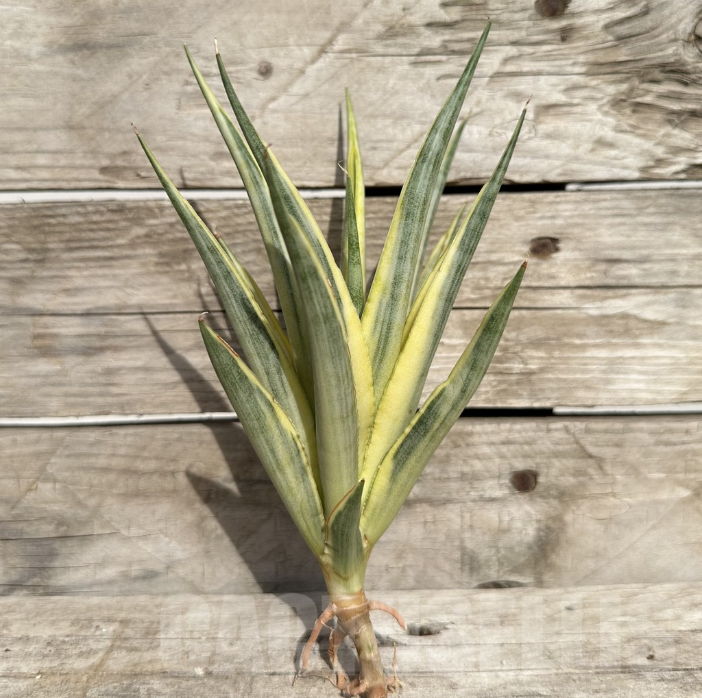 SHPR34088 Sansevieria ‘Gracillima’ f. variegata - Obrázek 3