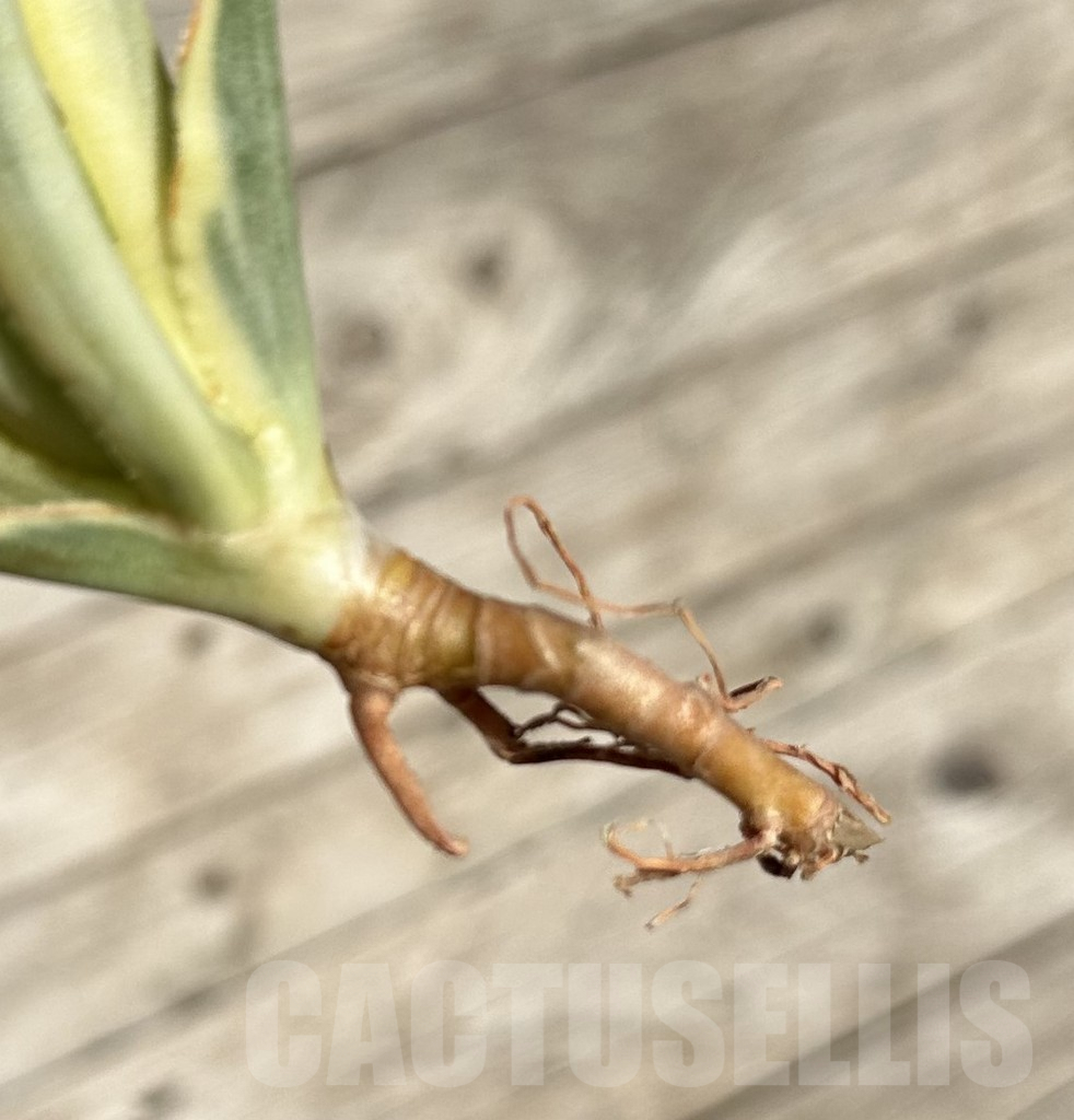 SHPR34089 Sansevieria ‘Gracillima’ f. variegata – Bild 2