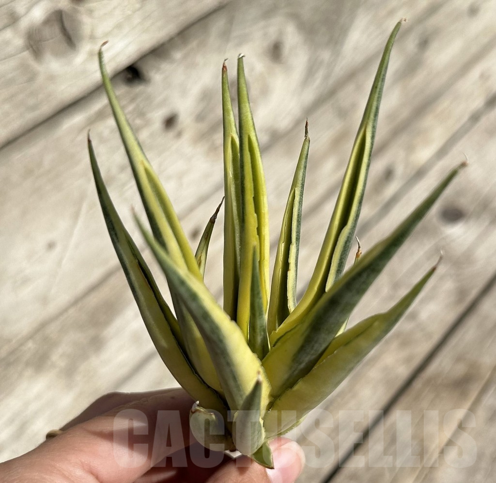 SHPR34089 Sansevieria ‘Gracillima’ f. variegata