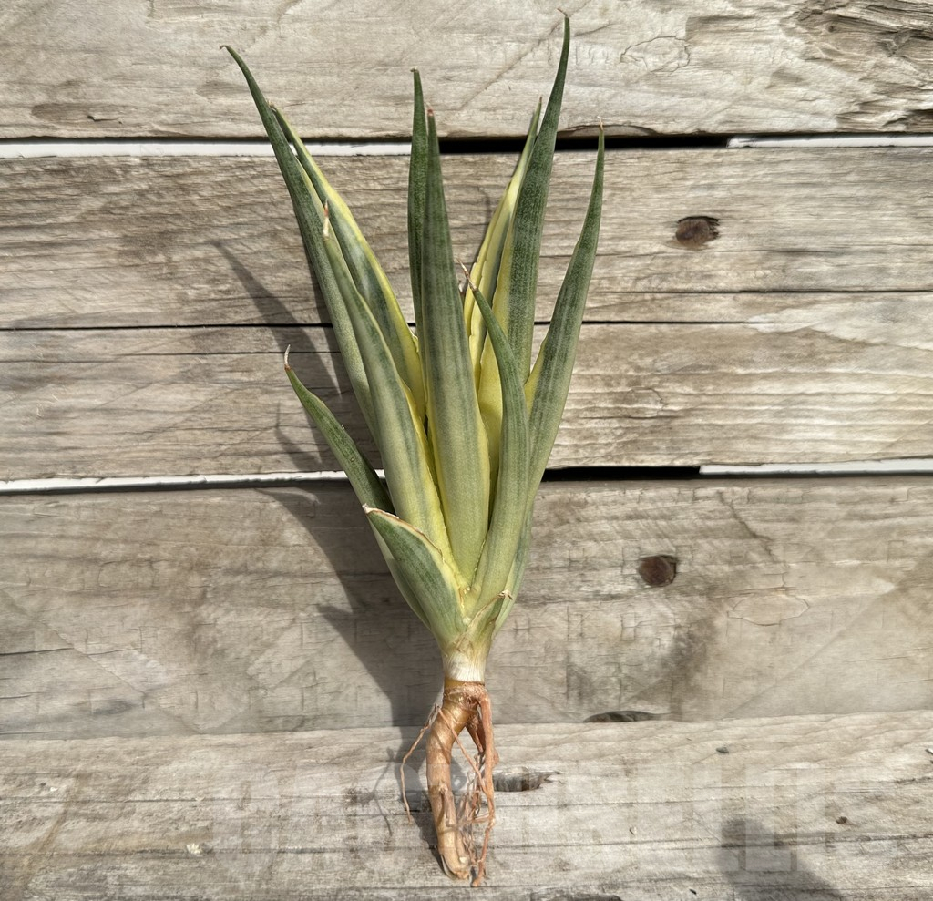 SHPR34089 Sansevieria ‘Gracillima’ f. variegata – Bild 3