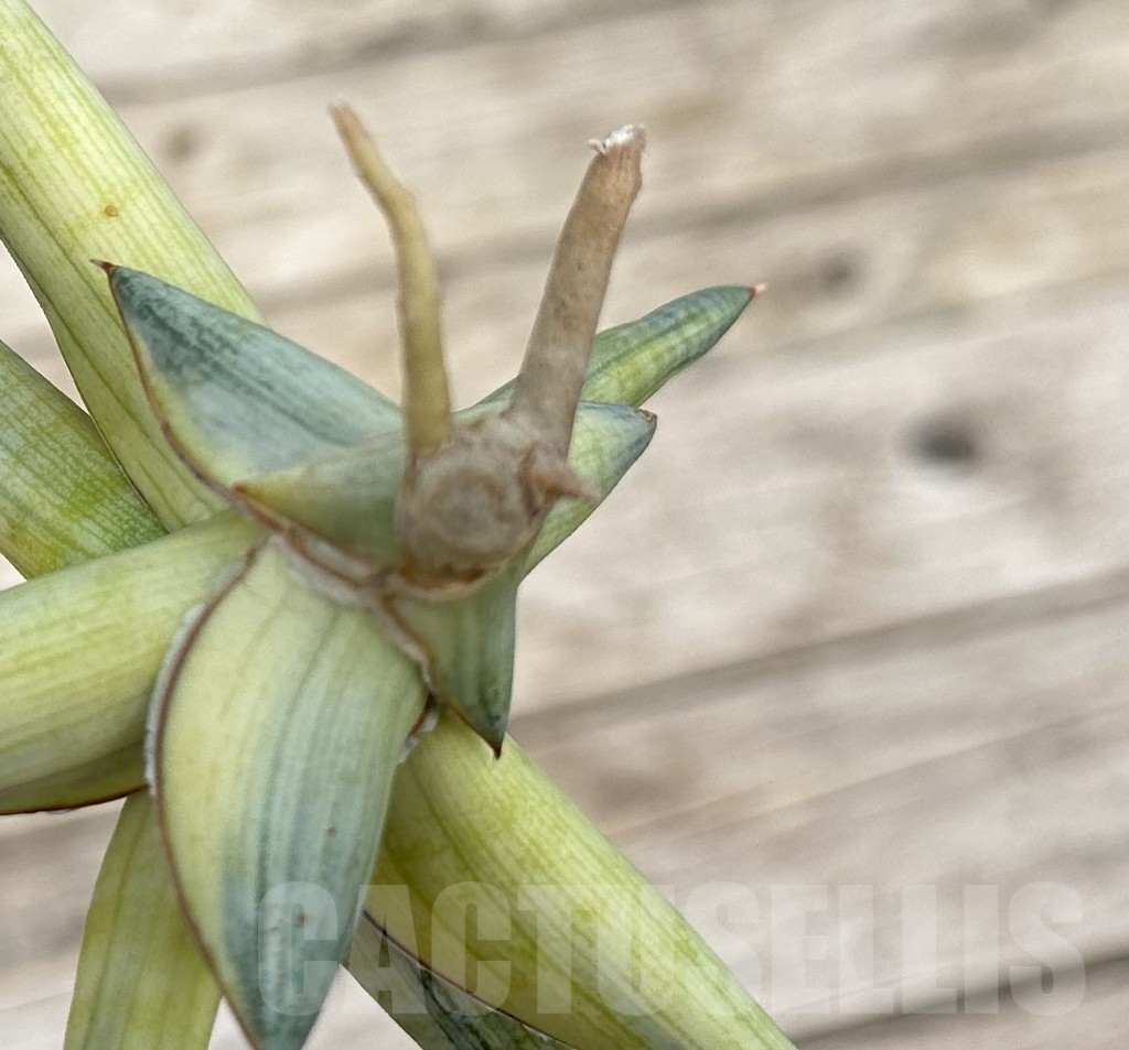 SHPR34099 Sansevieria ‘Blue Clone Yellow’ - Imagen 3