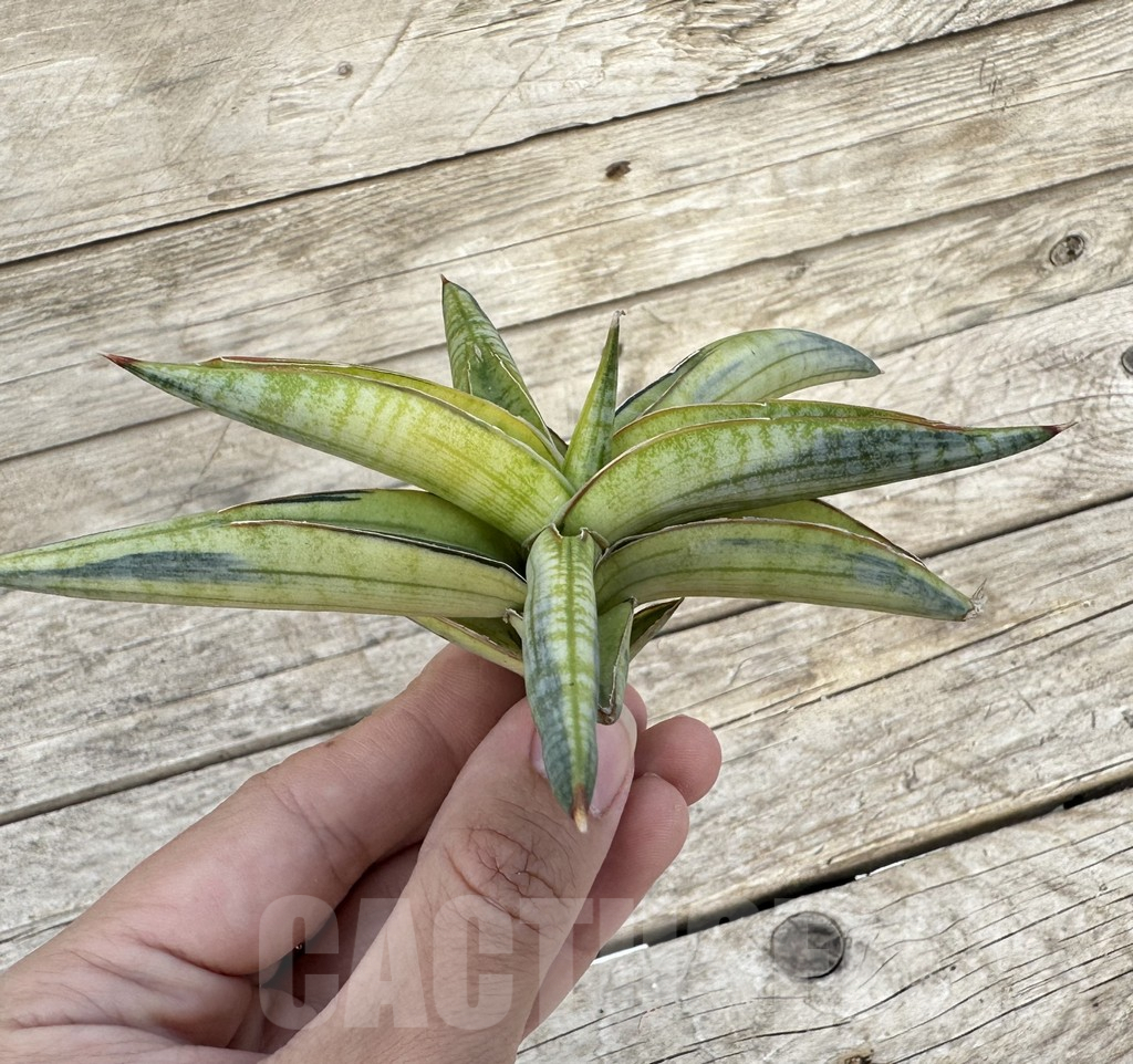 SHPR34099 Sansevieria ‘Blue Clone Yellow’ - Imagen 2