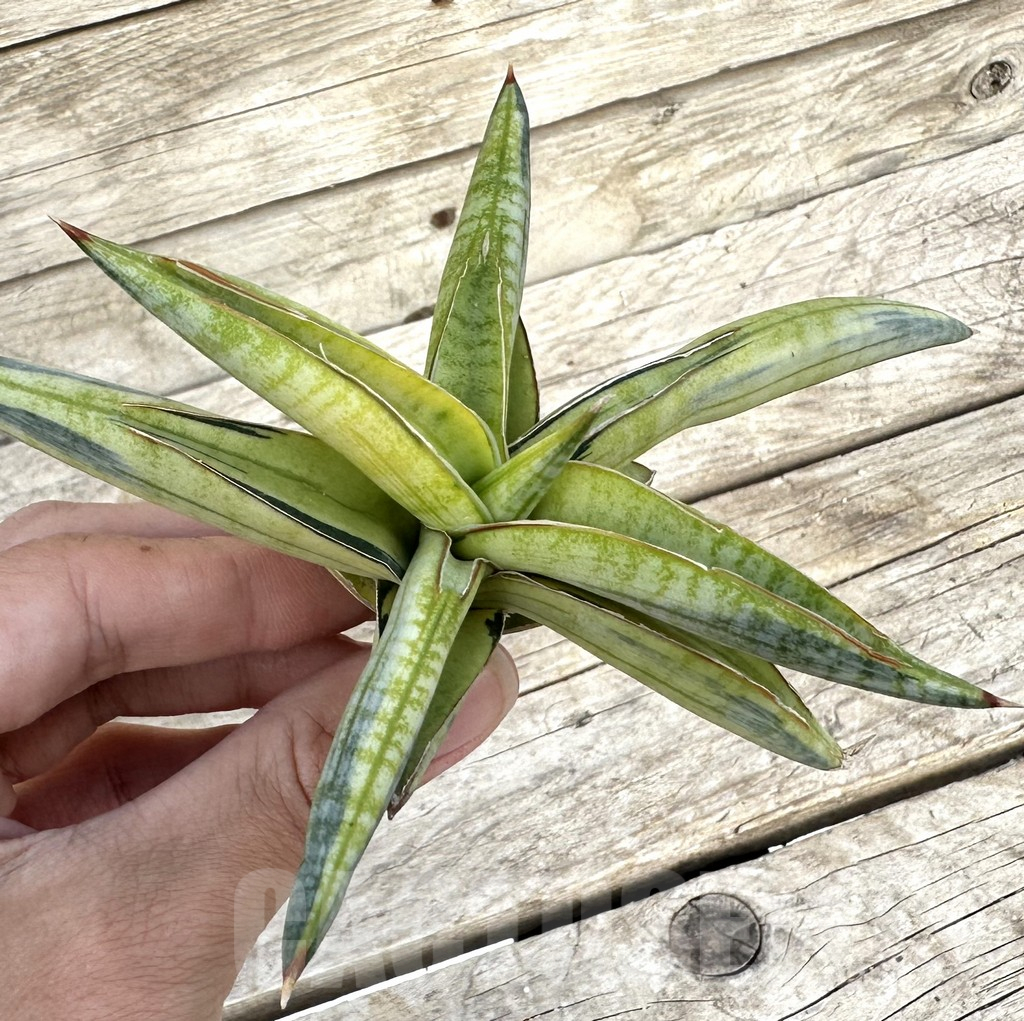 SHPR34099 Sansevieria ‘Blue Clone Yellow’