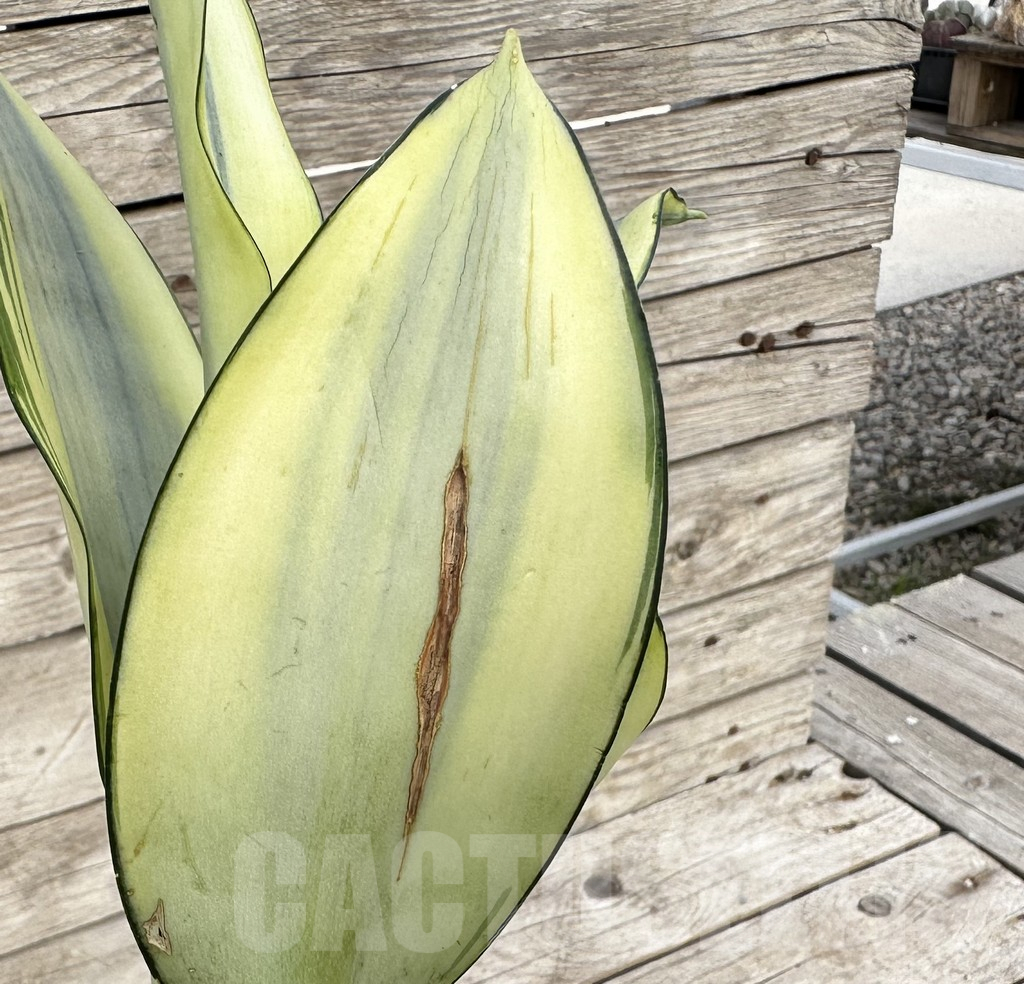 SHPR34107 Sansevieria ‘Splash’ - immagine 3
