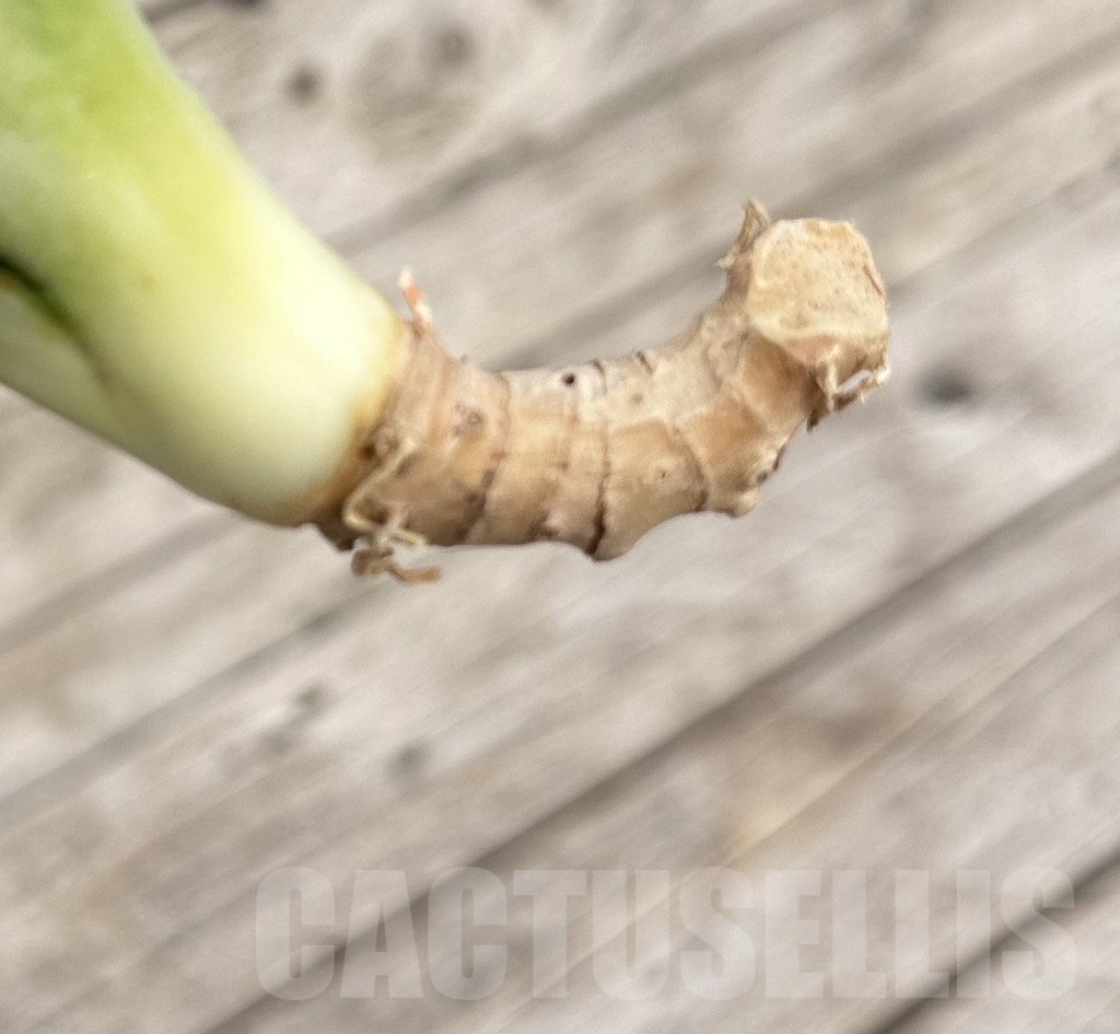 SHPR34107 Sansevieria ‘Splash’ - immagine 2