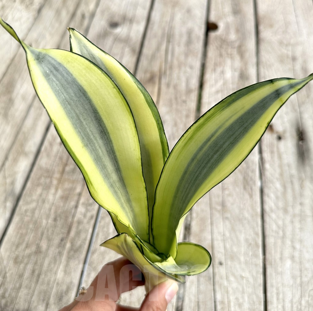 SHPR34107 Sansevieria ‘Splash’