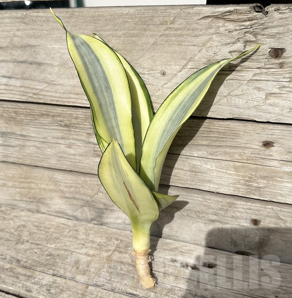 SHPR34107 Sansevieria ‘Splash’ - immagine 4