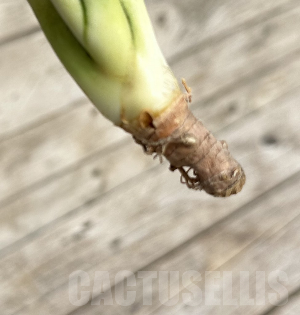 SHPR34108 Sansevieria ‘Splash’ - immagine 2