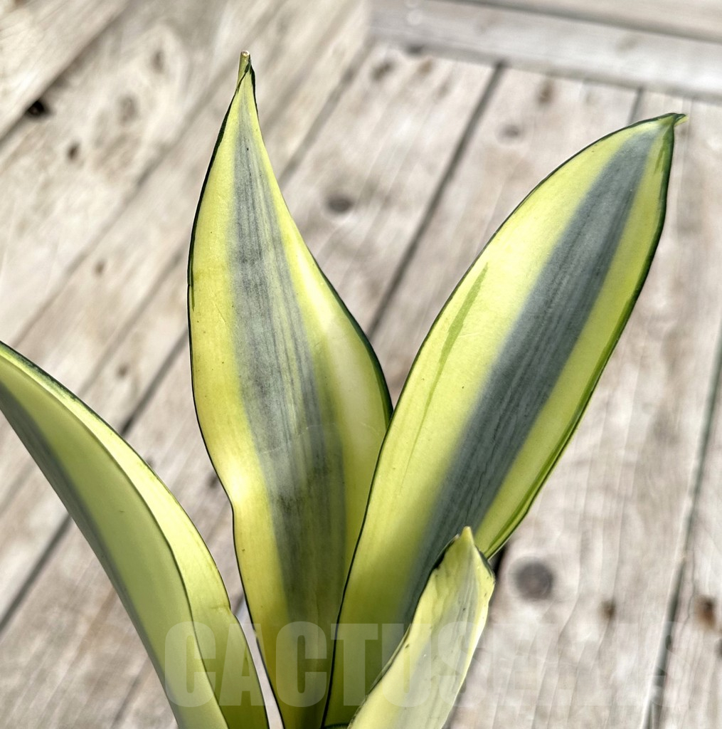 SHPR34108 Sansevieria ‘Splash’