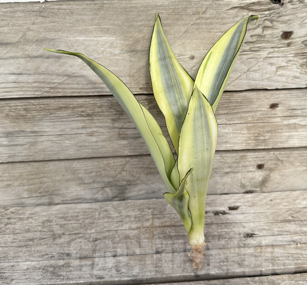 SHPR34108 Sansevieria ‘Splash’ - immagine 3