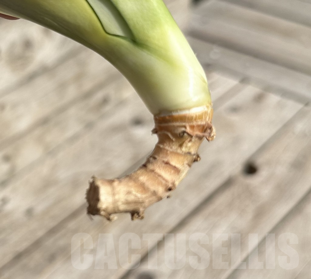 SHPR34109 Sansevieria ‘Splash’ - immagine 3