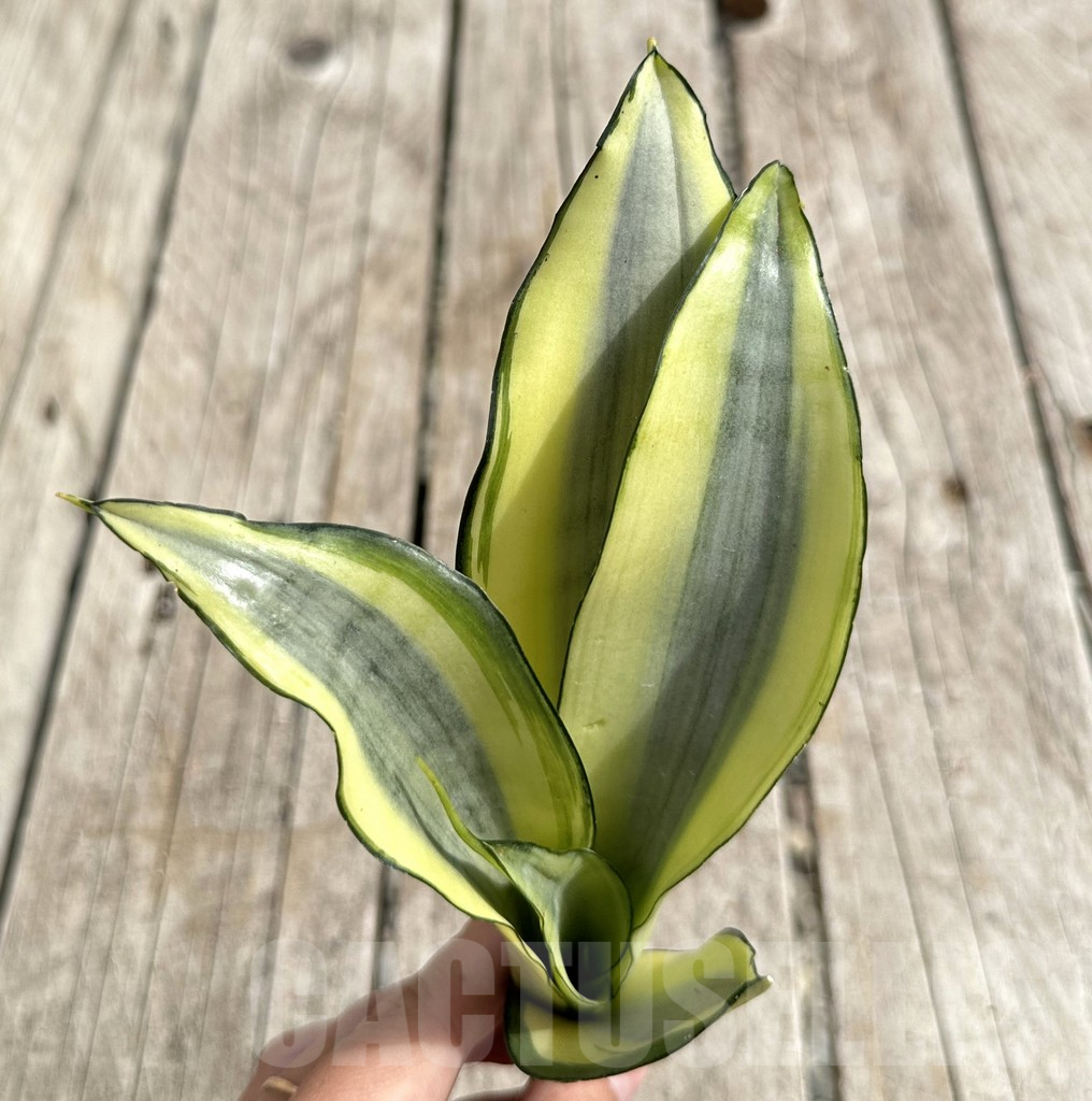SHPR34109 Sansevieria ‘Splash’