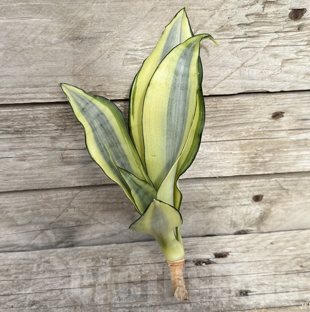 SHPR34109 Sansevieria ‘Splash’ - immagine 2