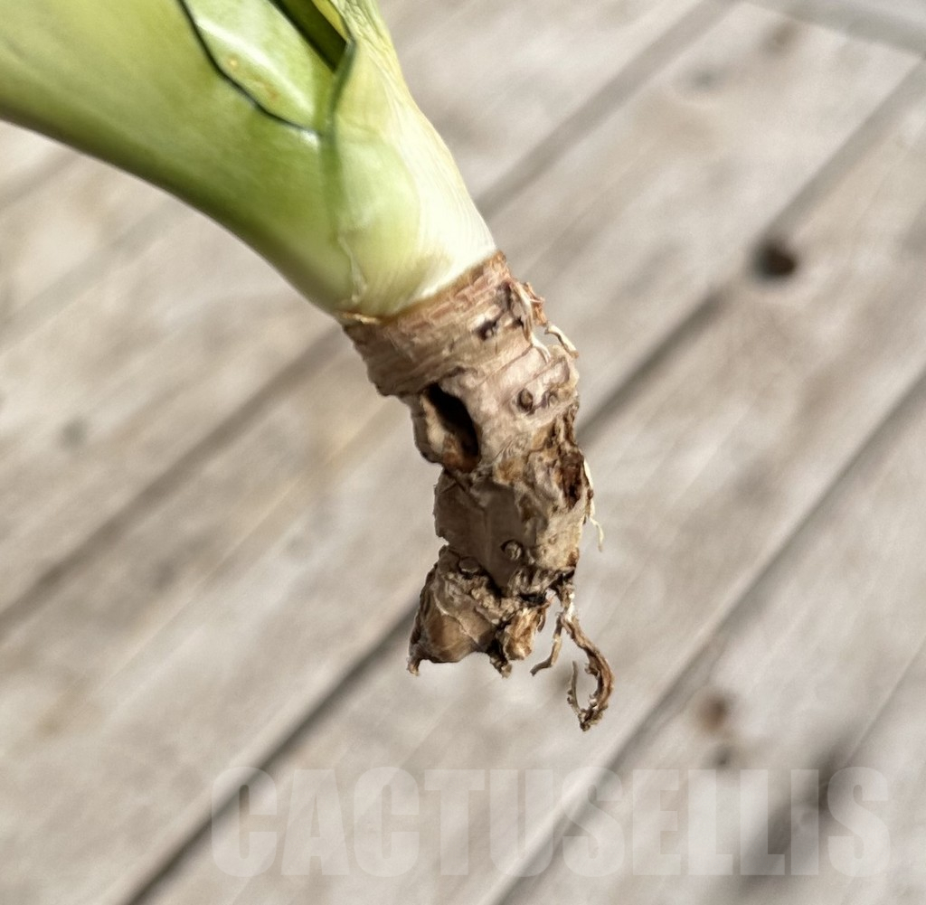 SHPR34110 Sansevieria ‘Splash’ - immagine 2