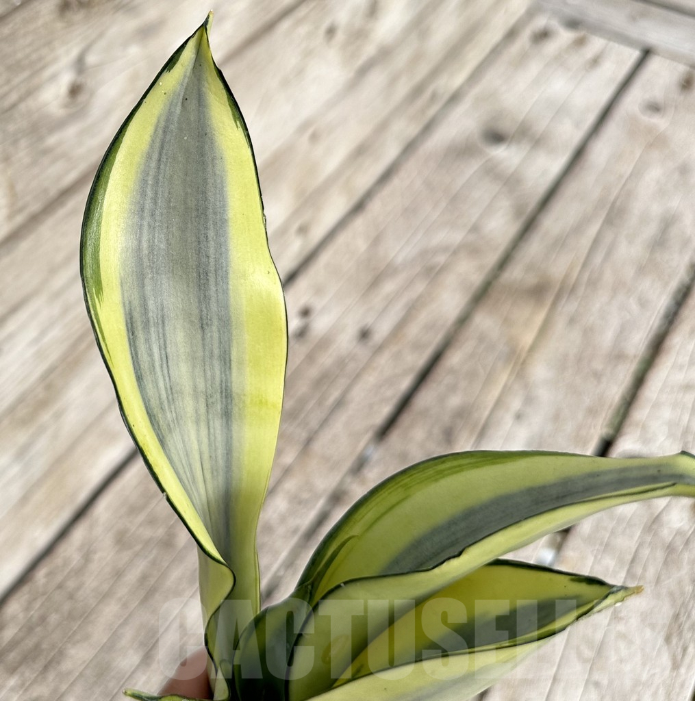 SHPR34110 Sansevieria ‘Splash’