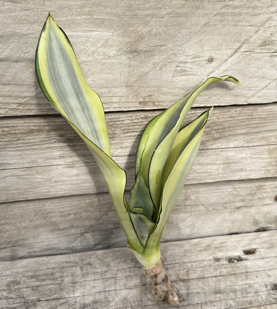 SHPR34110 Sansevieria ‘Splash’ - immagine 3